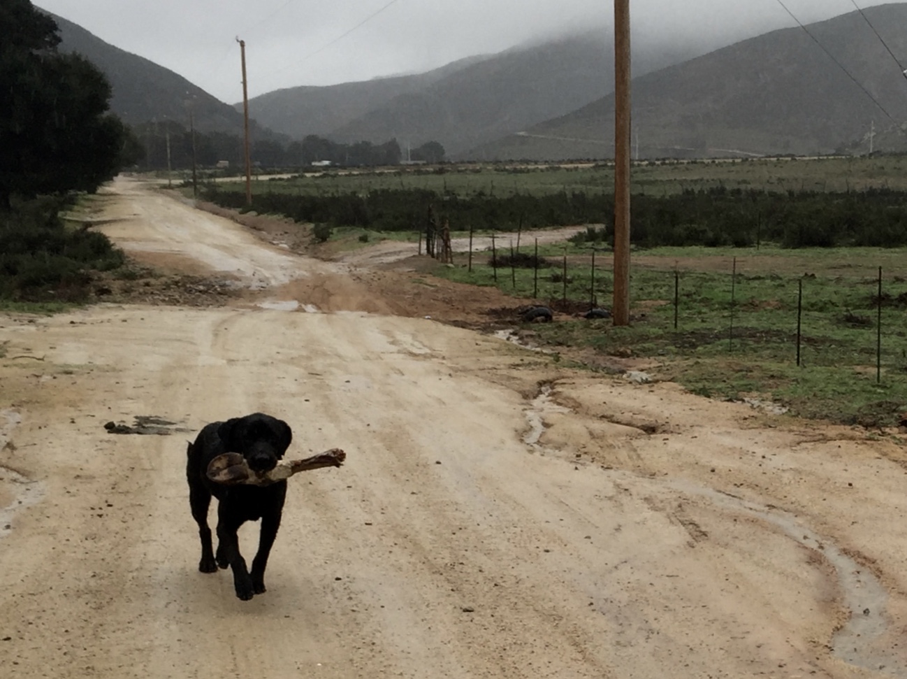 dog walking up the dirt road in the rain with a cow hoof